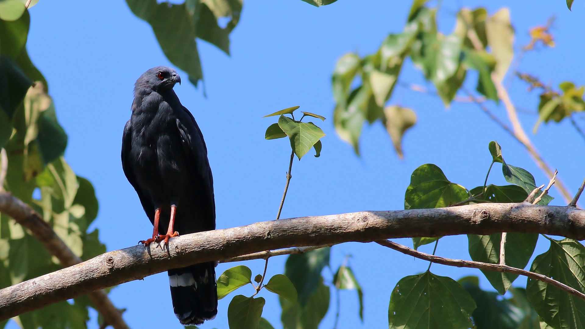 Common Black Hawk